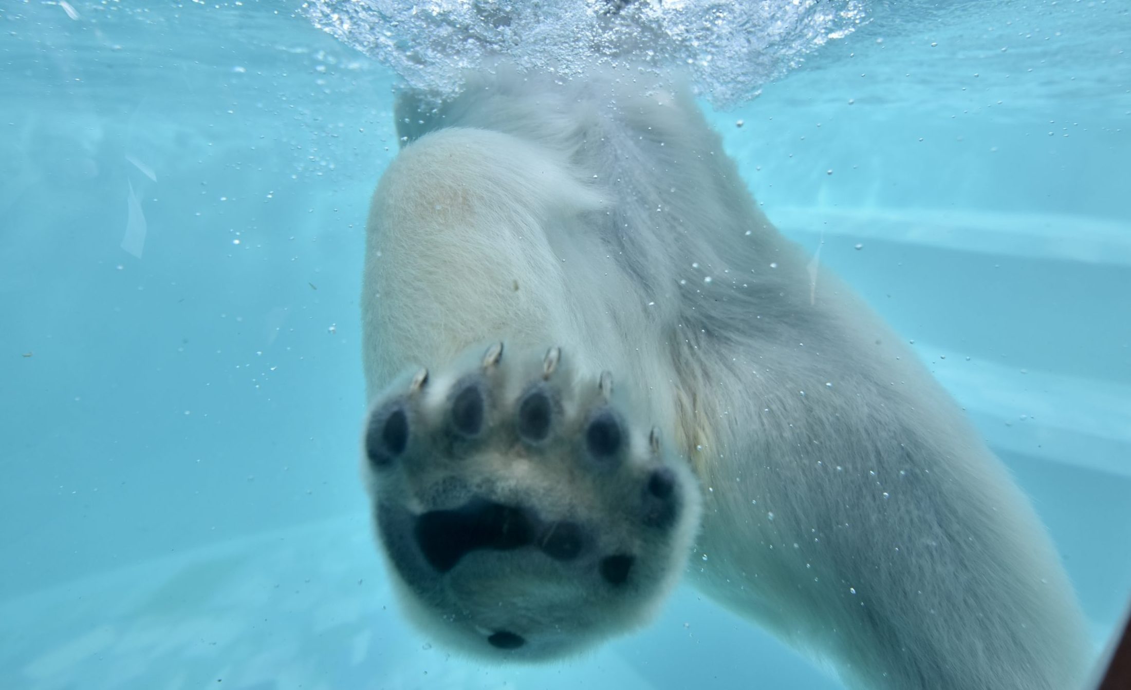 Екатеринбургский зоопарк показал, как медведица Хатанга наслаждается морозом
