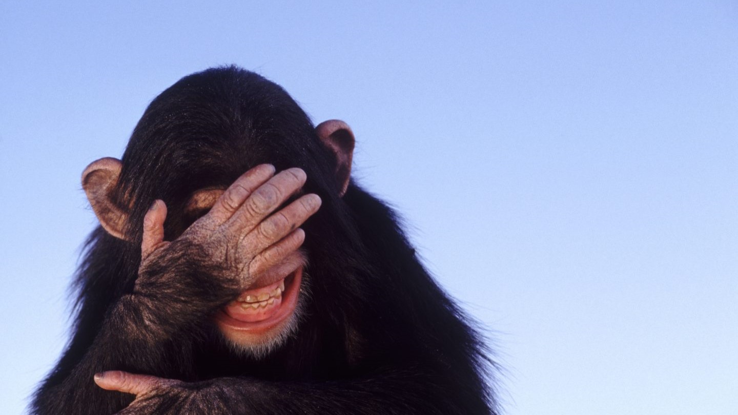 У обезьян обнаружили понятный человеку жестовый язык