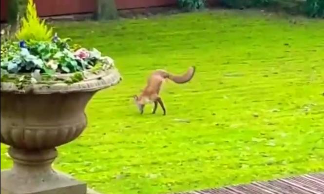 Двулапая лиса попала на видео в Великобритании