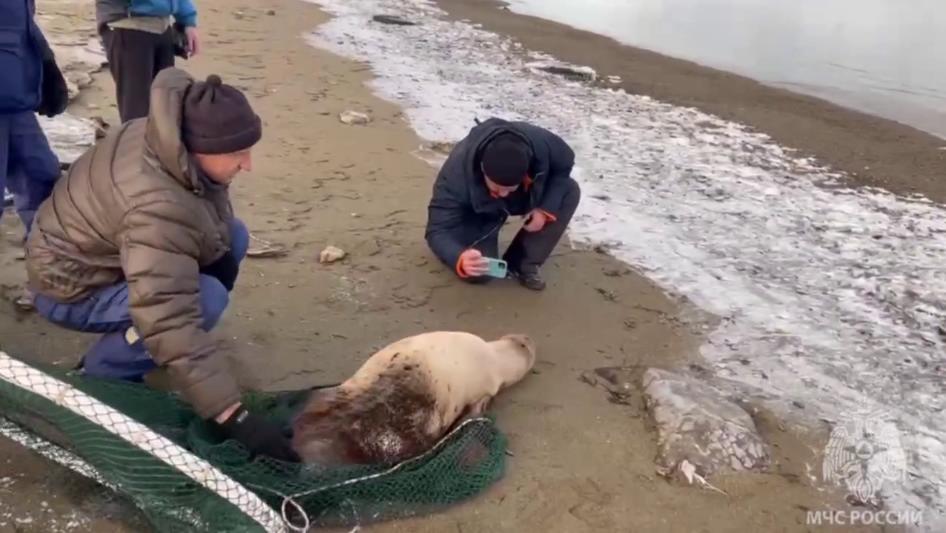 На Сахалине спасли тюленя, который застрял на берегу на три дня