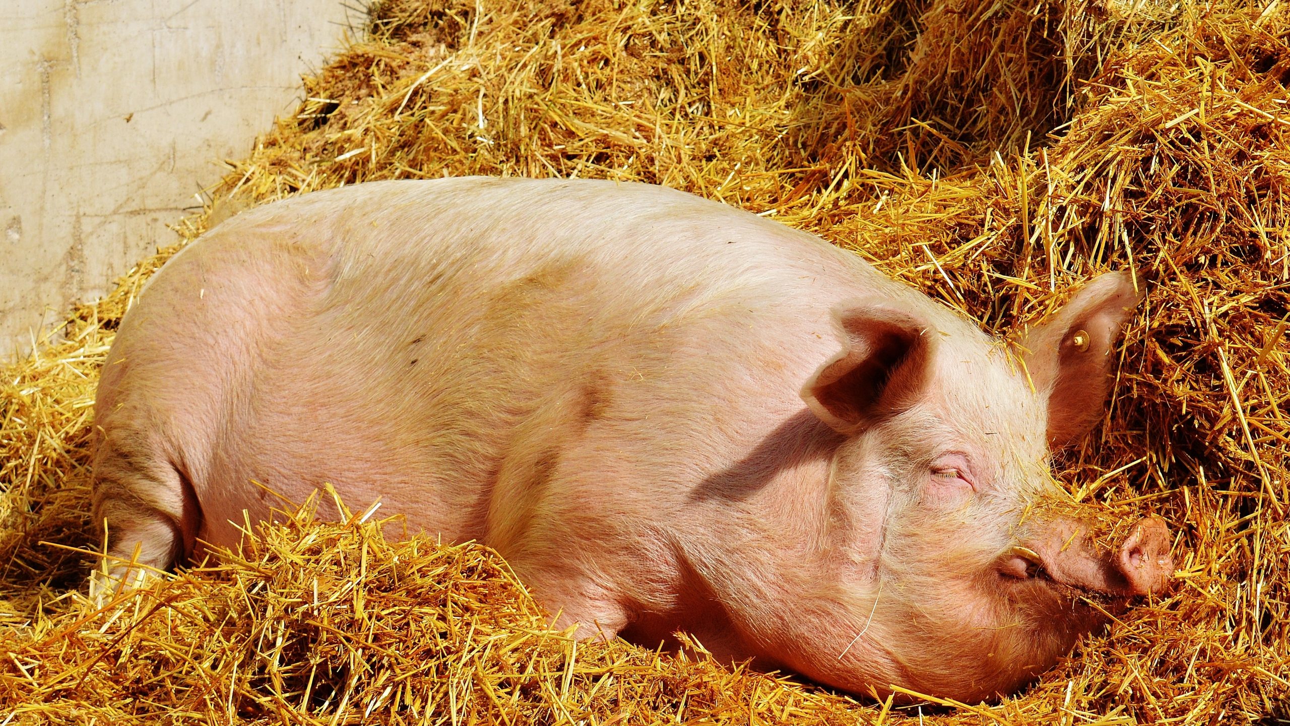 Свинья убила своего палача тесаком на скотобойне в Китае
