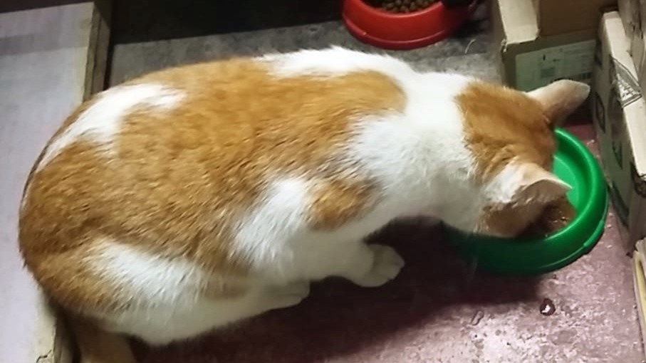 Украденного из магазина петербургского кота Ролтика наконец вернули домой