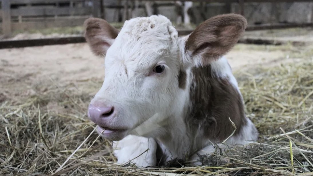Клонированная российская корова впервые родила теленка