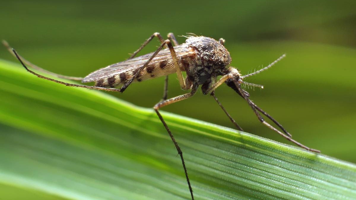 Китайские исследователи хотят использовать комаров для вакцинации животных