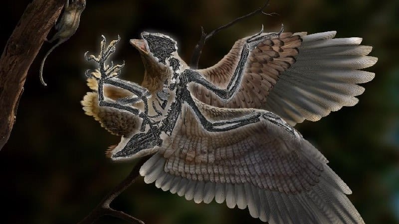 Палеонтологи из Китая нашли останки древней птицы с головой тираннозавра