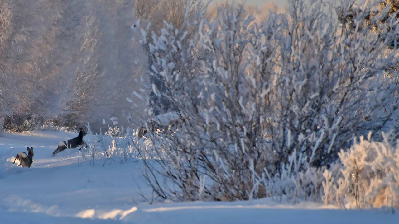 Животным комфортно: популяция зверей увеличилась в лесах Свердловской области