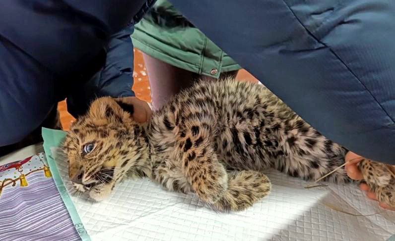 Детенышей краснокнижного леопарда спасли в Приморье