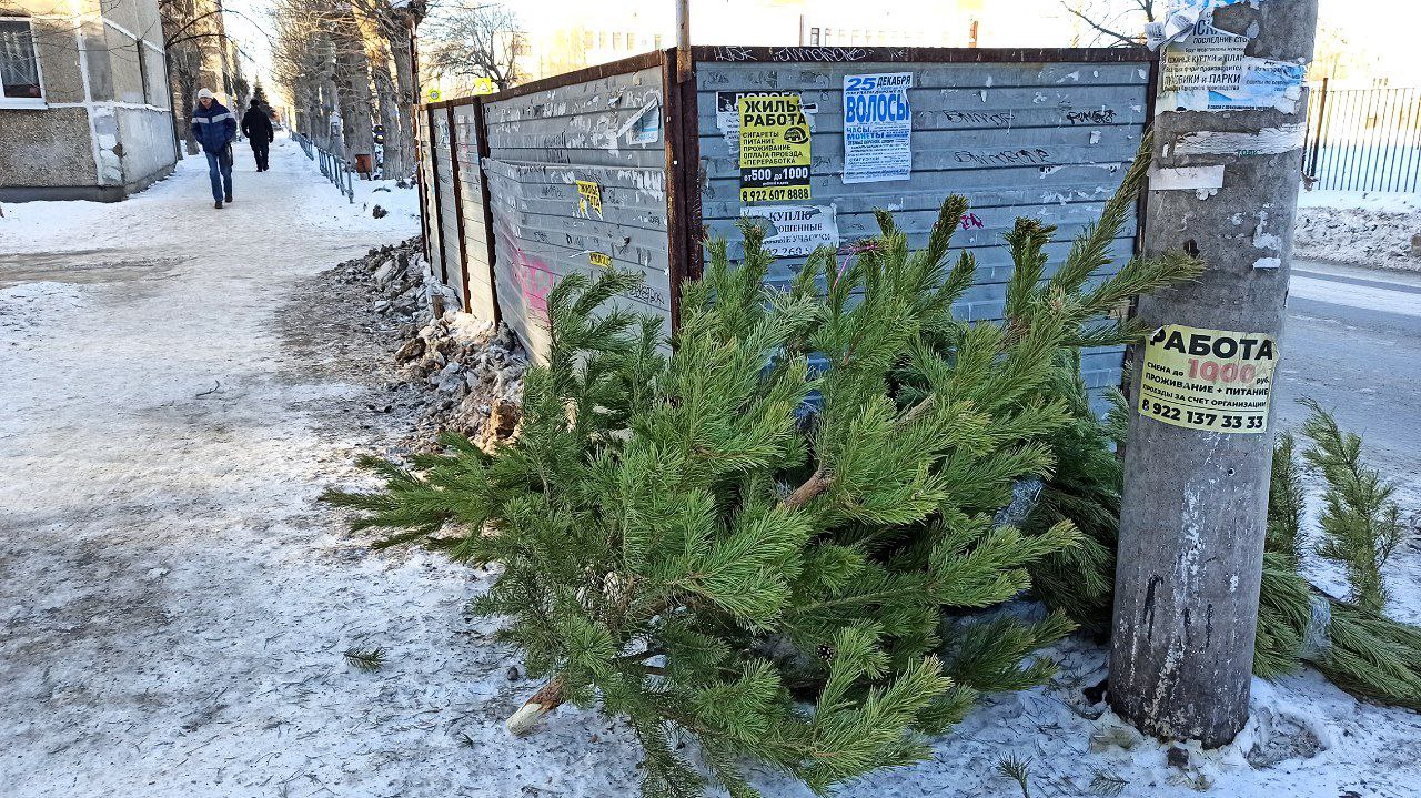Сотрудники АО "Горвнешблагоустройство" просят каменцев оставлять елки рядом с контейнерной площадкой