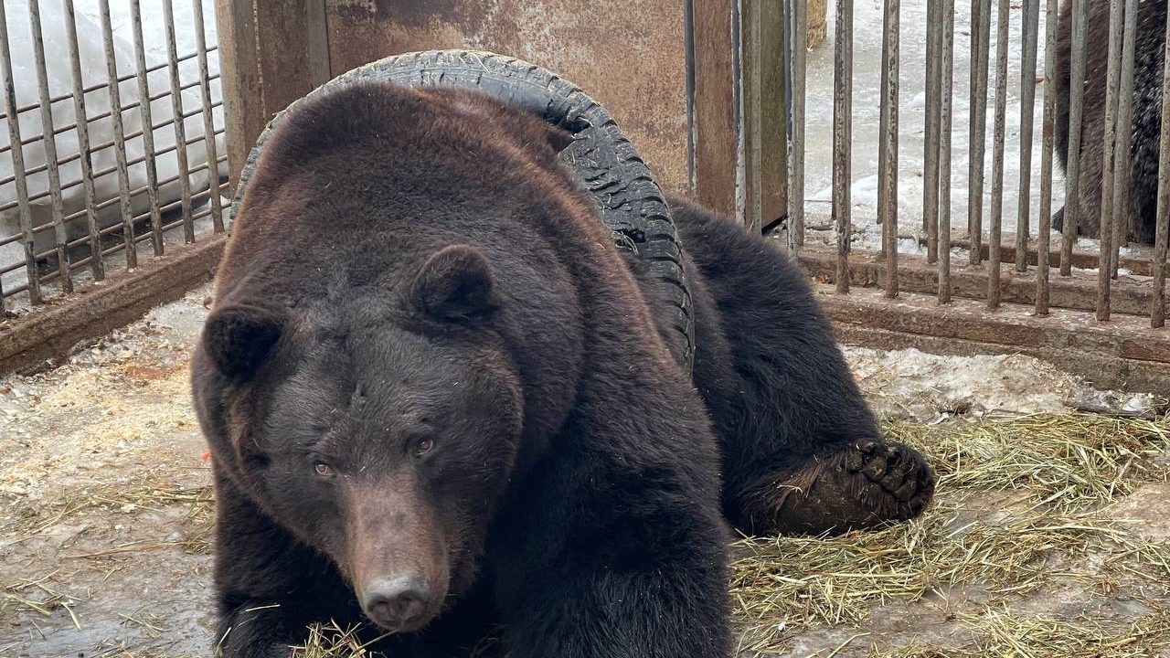 Спасатели вытащили 400-килограммового медведя Федю из покрышки