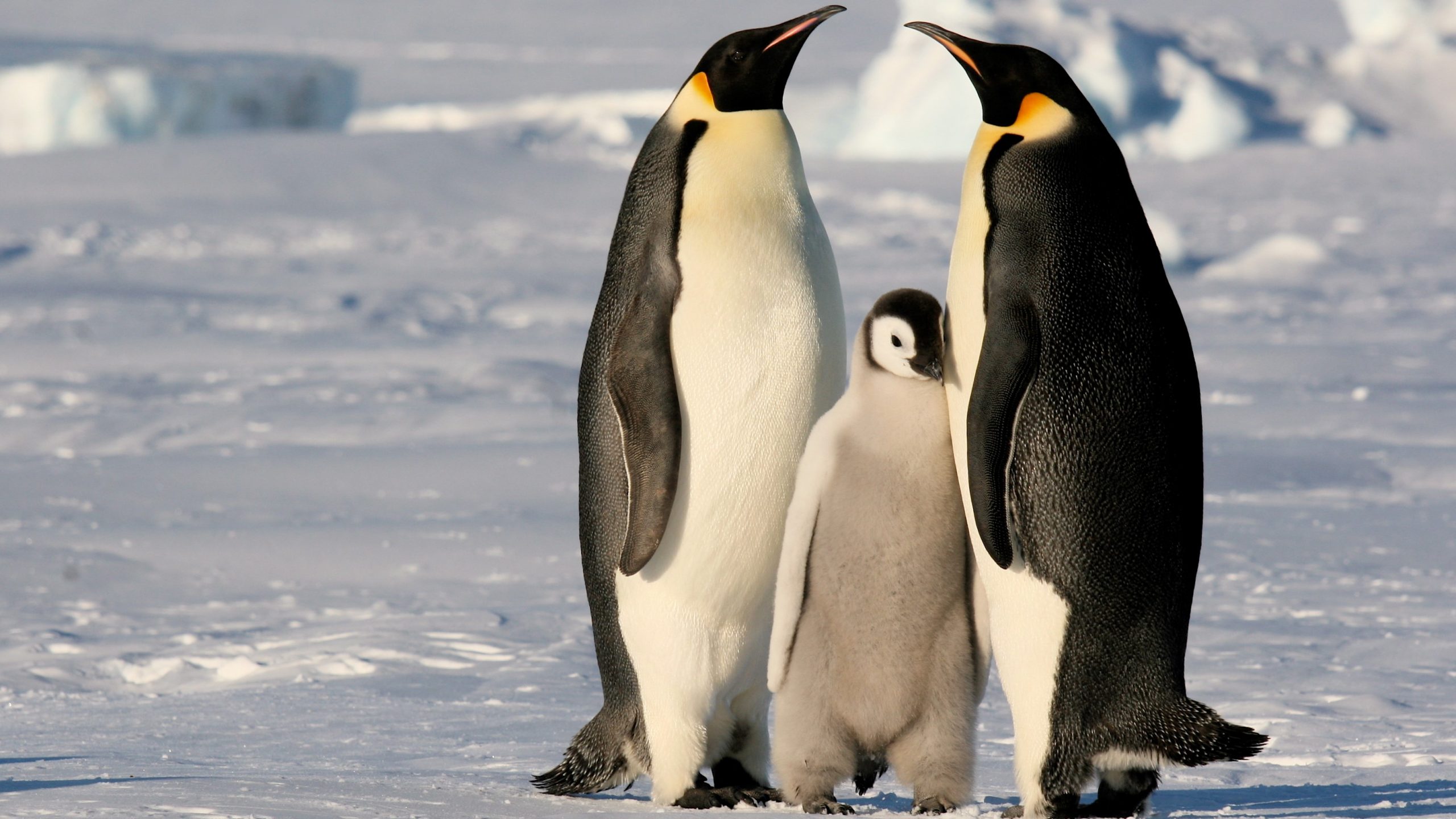 Космический спутник запечатлел новую колонию императорских пингвинов в Антарктиде