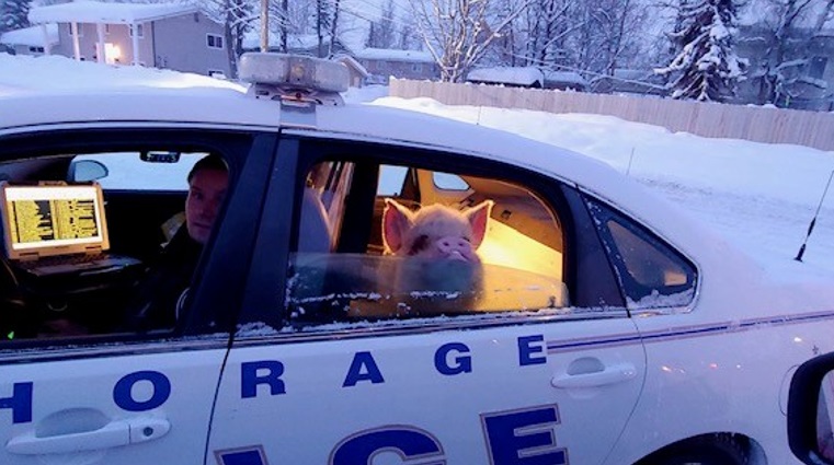 Американские полицейские вернули домой потерявшуюся свинью