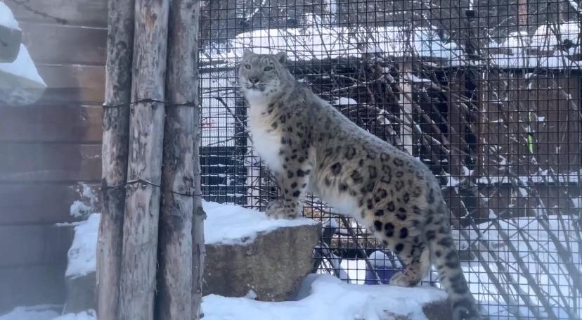 У снежного барса Ермака из челябинского зоопарка появилась подруга