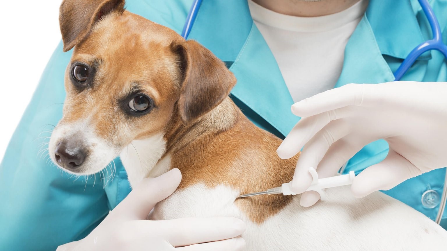 Ветеринарный центр Югры бесплатно прочипирует собак на территории округа