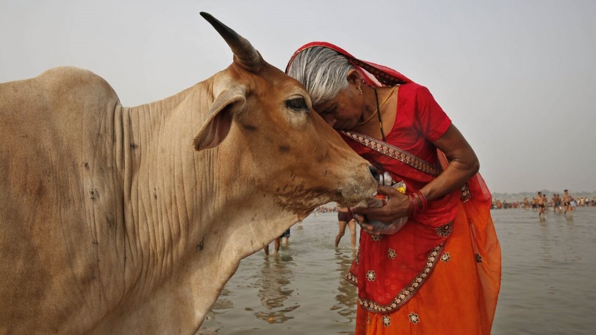 Индийское правительство предложило отпраздновать "День коровьих объятий" вместо Дня святого Валентина