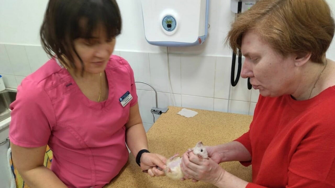 Столичные врачи спасли крысу из ХМАО от ампутации конечностей