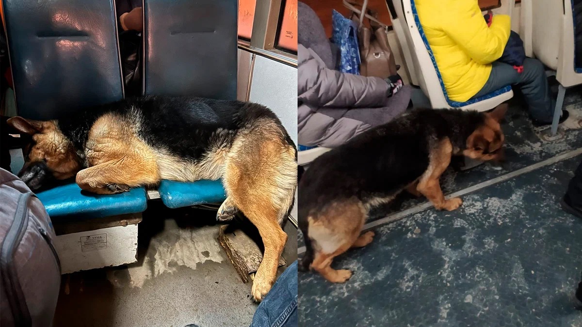 Новосибирская собака три дня искала хозяина в трамвае