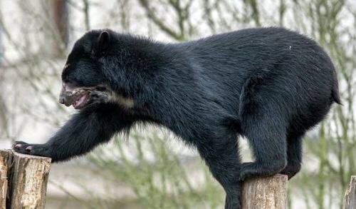 Свободолюбивый медведь дважды сбежал из американского зоопарка
