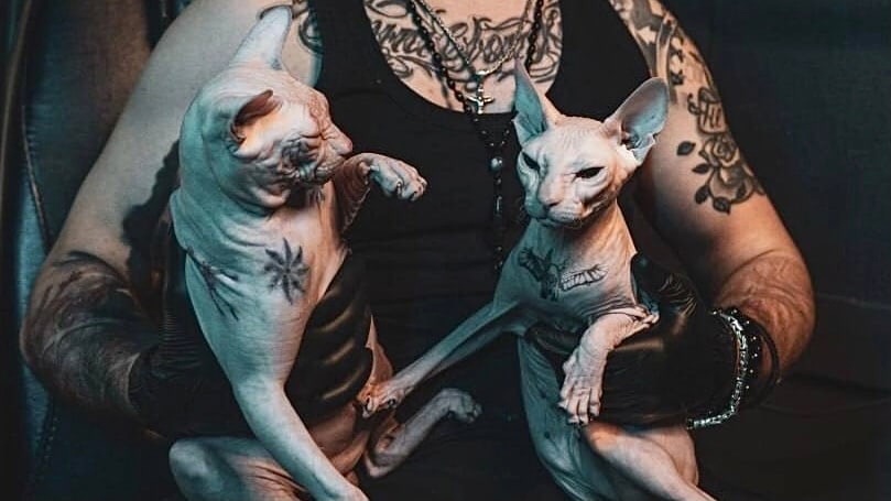 Москвич делает татуировки кошкам породы Сфинкс