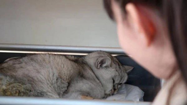 Кота смогли достать из-под завалов спустя 49 дней после землетрясения в Турции