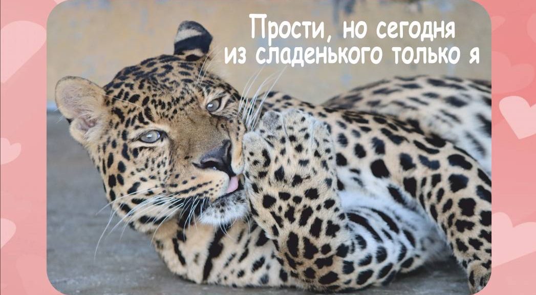 Челябинский зоопарк приготовил открытки к 8 марта со своими питомцами