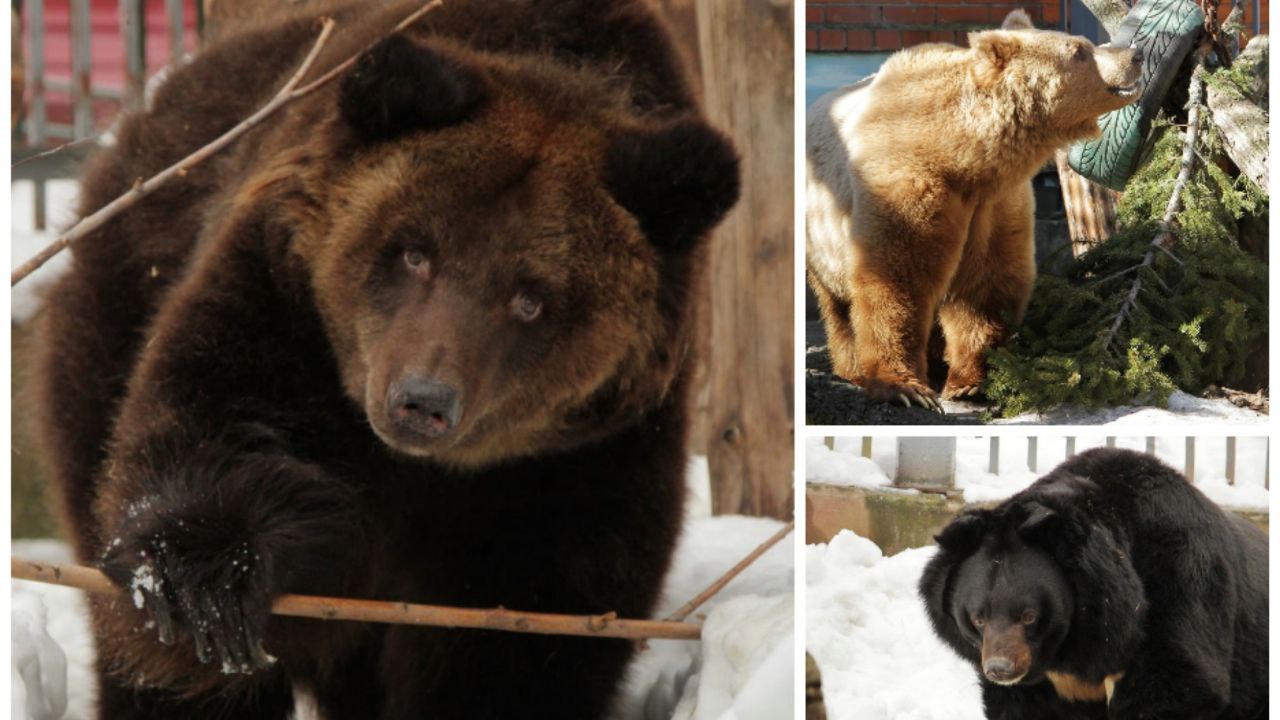 В Екатеринбургском зоопарке проснулись все медведи и жаждут славы