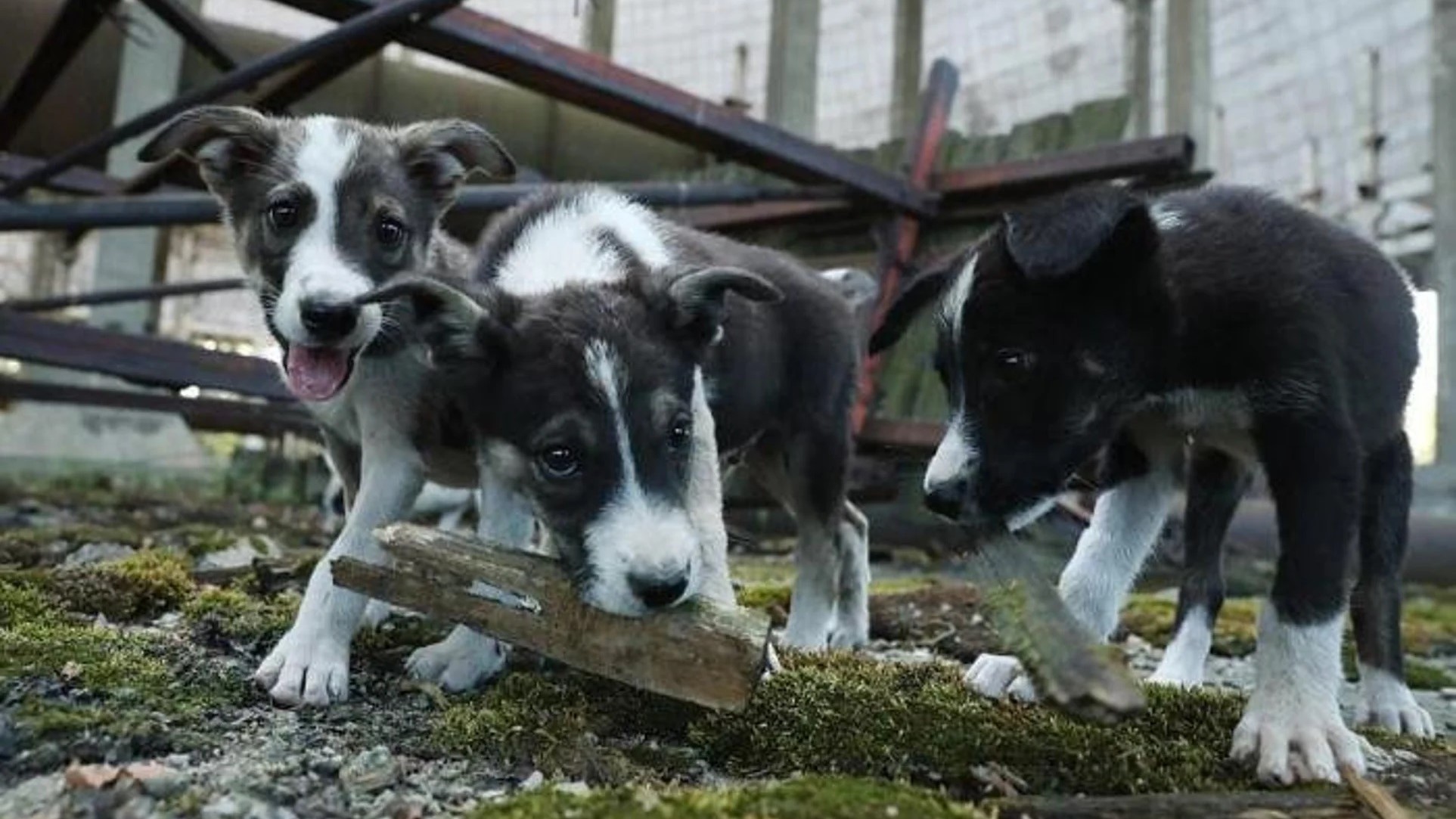 Ученые обнаружили генетические изменения у чернобыльских собак