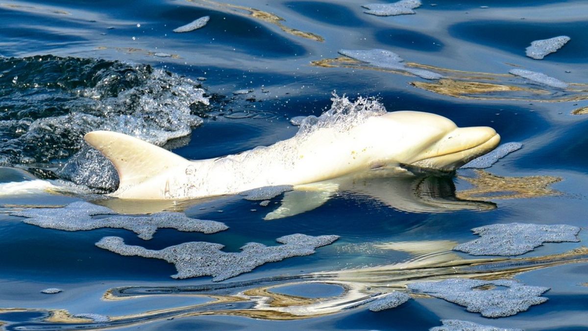 К берегам Африки приплыл редкий дельфин-альбинос