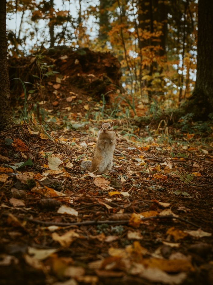 Уральский фотограф поделился красивыми снимками бурундука