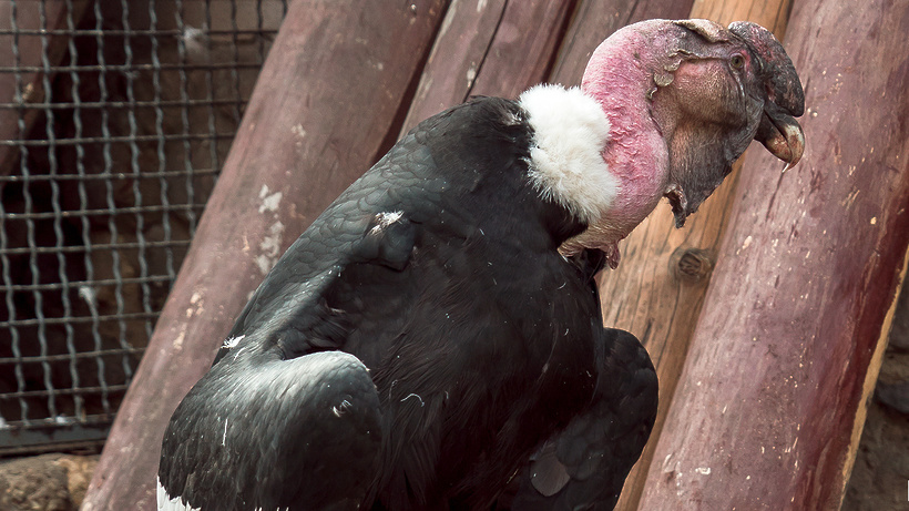 Работники Московского зоопарка подозревают посетителей в отравлении редкой птицы