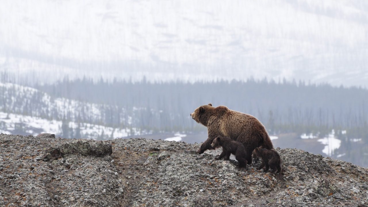 Медведя с бидоном на голове разыскивают зоозащитники в Приморье