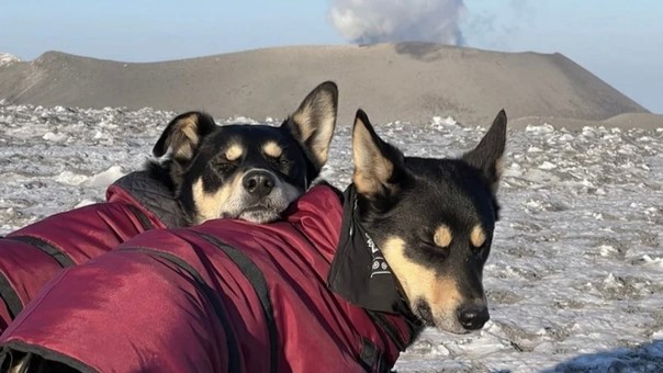 Россиянка со второго раза покорила действующий вулкан на собачьей упряжке