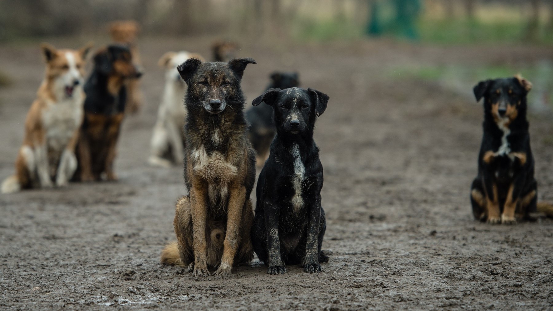 "Просто пошутил": курский чиновник предложил пускать бездомных собак в шаурму