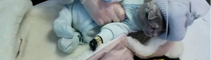 Закладчица в Нижнем Тагиле прятала наркотики в переодетой кошке