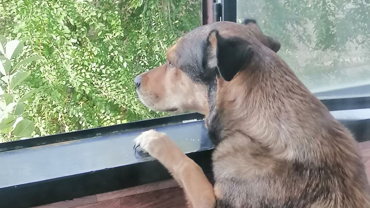 Подрядчик из Камышлова начнет отлавливать бездомных собак в Каменске-Уральском