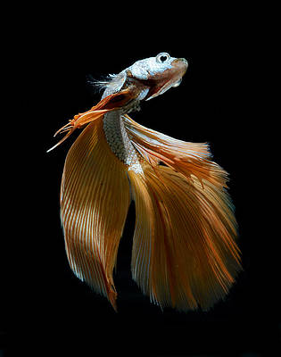 Тайский фотограф Ангкатаванич опубликовал прекрасные снимки домашних рыб
