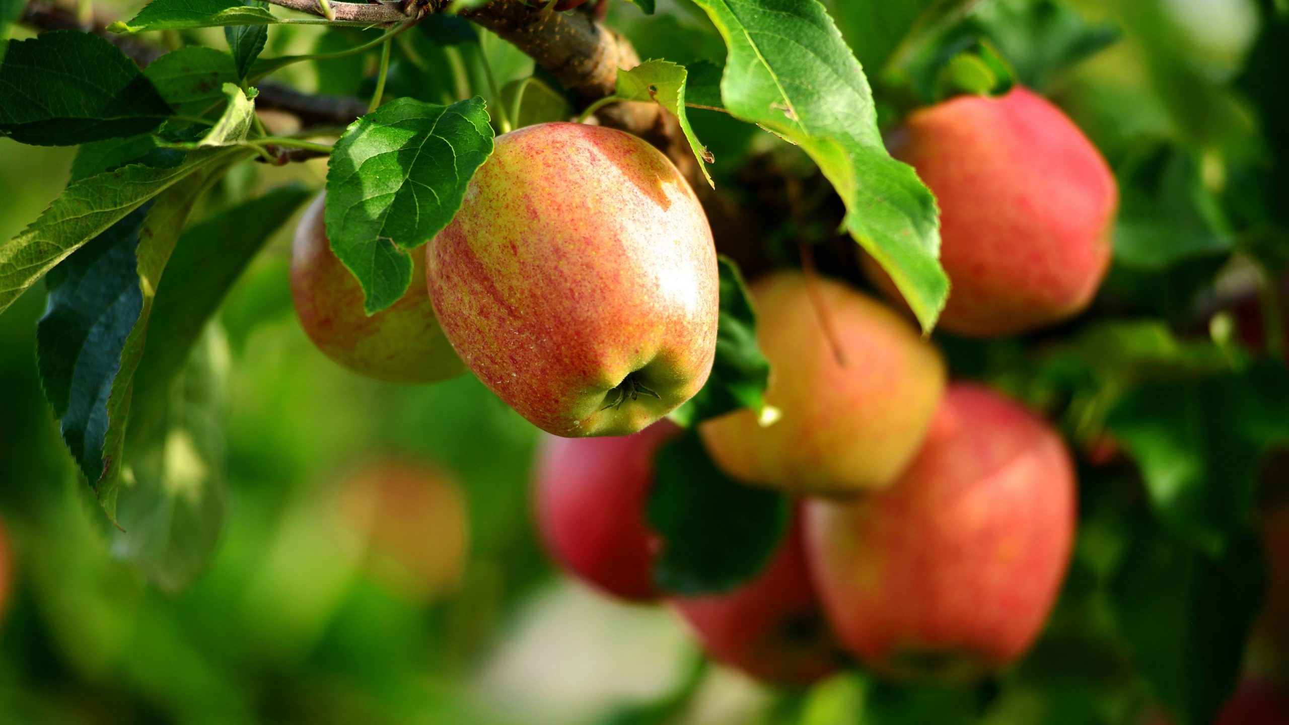 В Госдуме разрешили дачникам срывать соседские яблоки