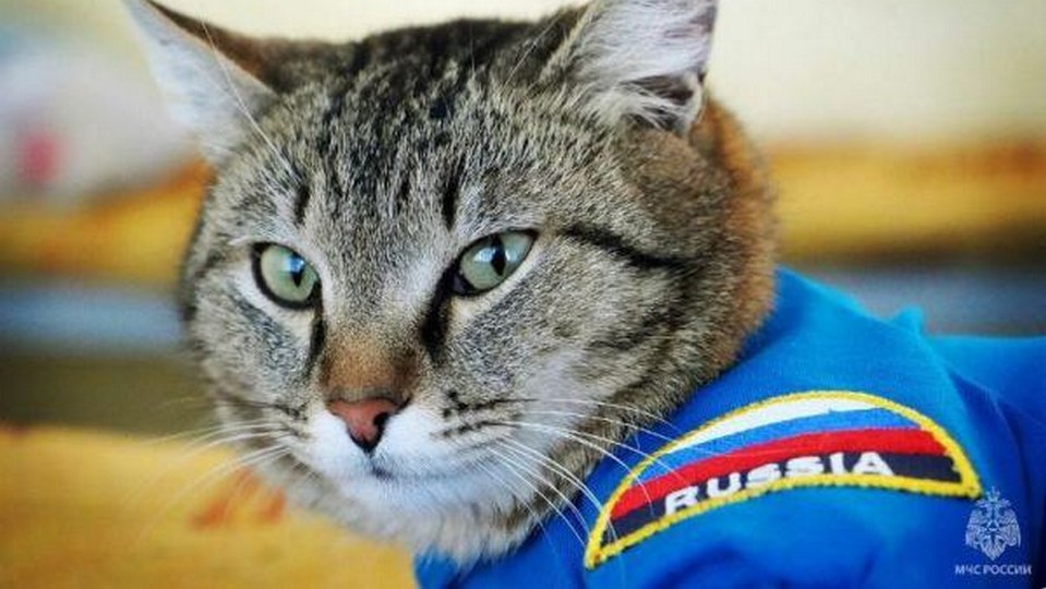 Кот-спасатель Семен погиб в Тюмени