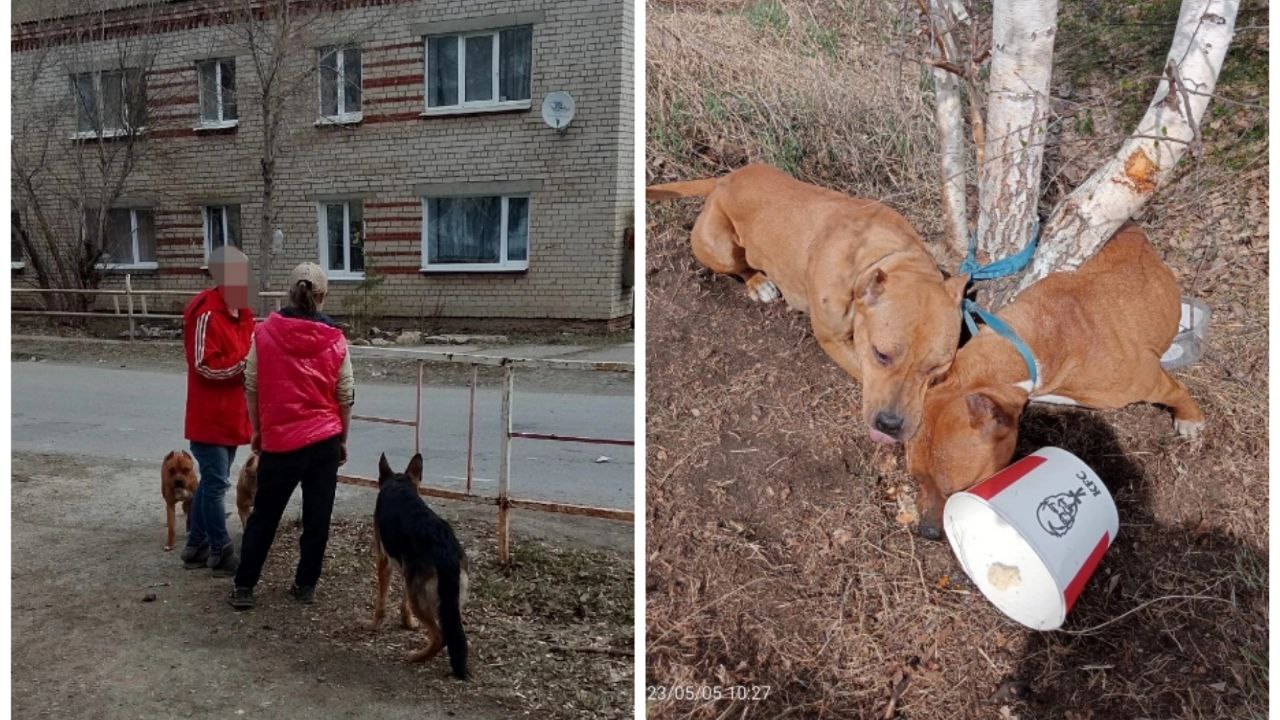 Жители Каменска-Уральского вычислили хозяев, привязавших трех собак к дереву умирать