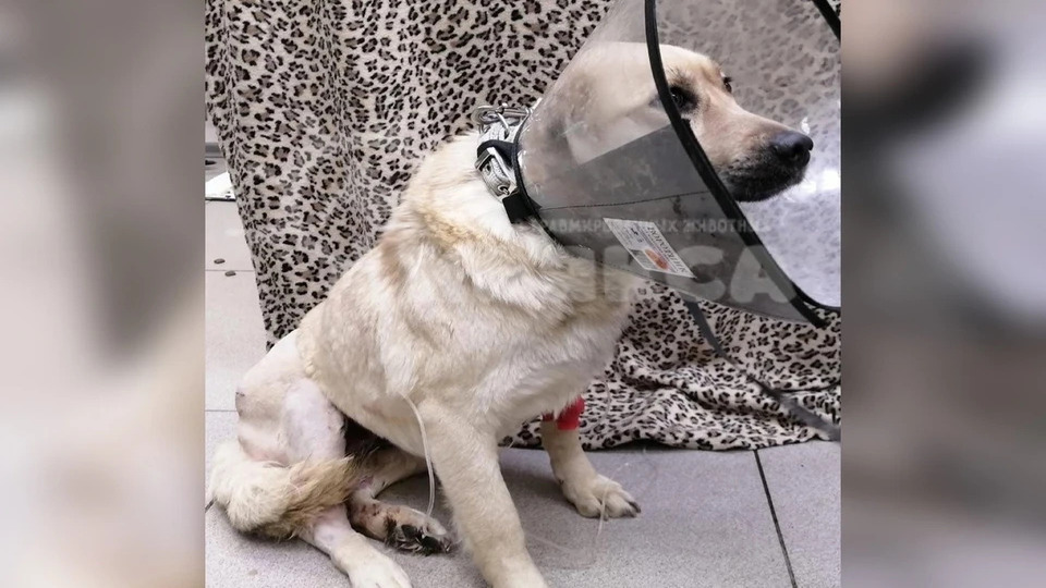 Екатеринбургские волонтеры спасли собаку из Краснодарского края