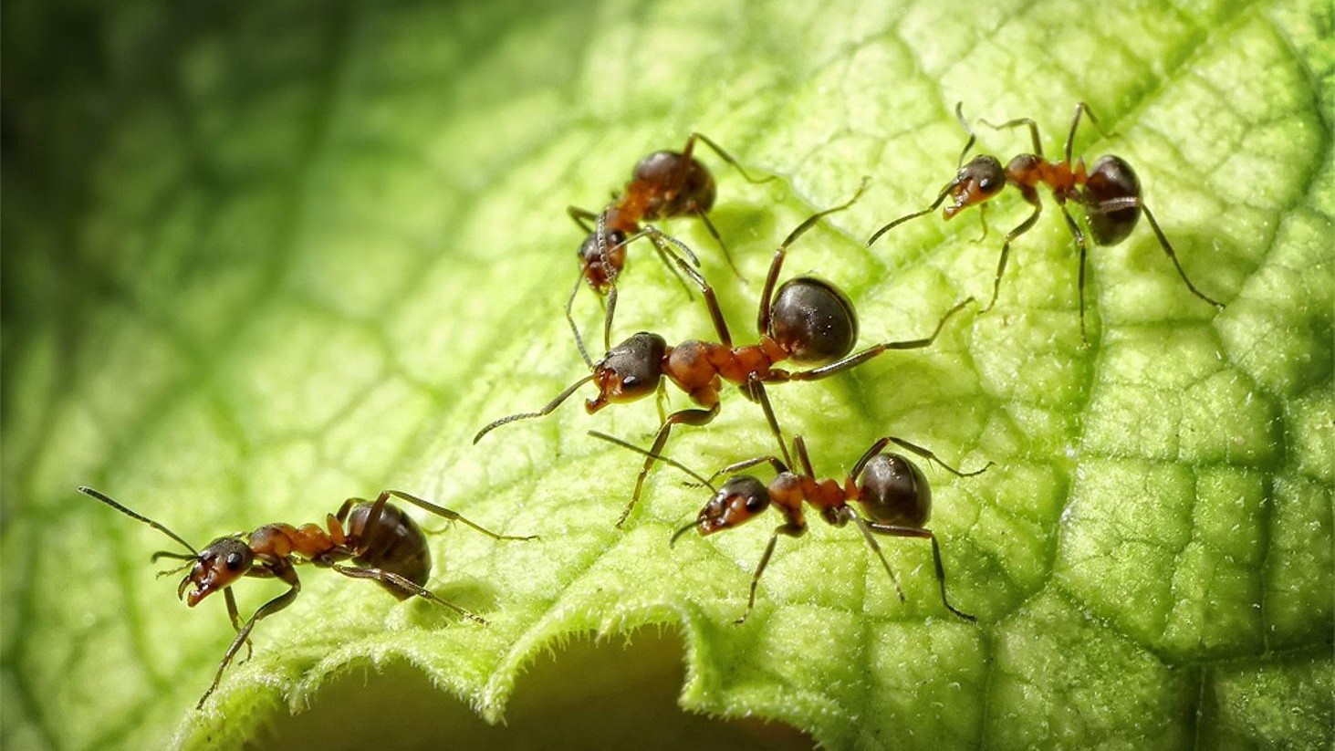 Ученые обнаружили необычные свойства у муравьиного меда