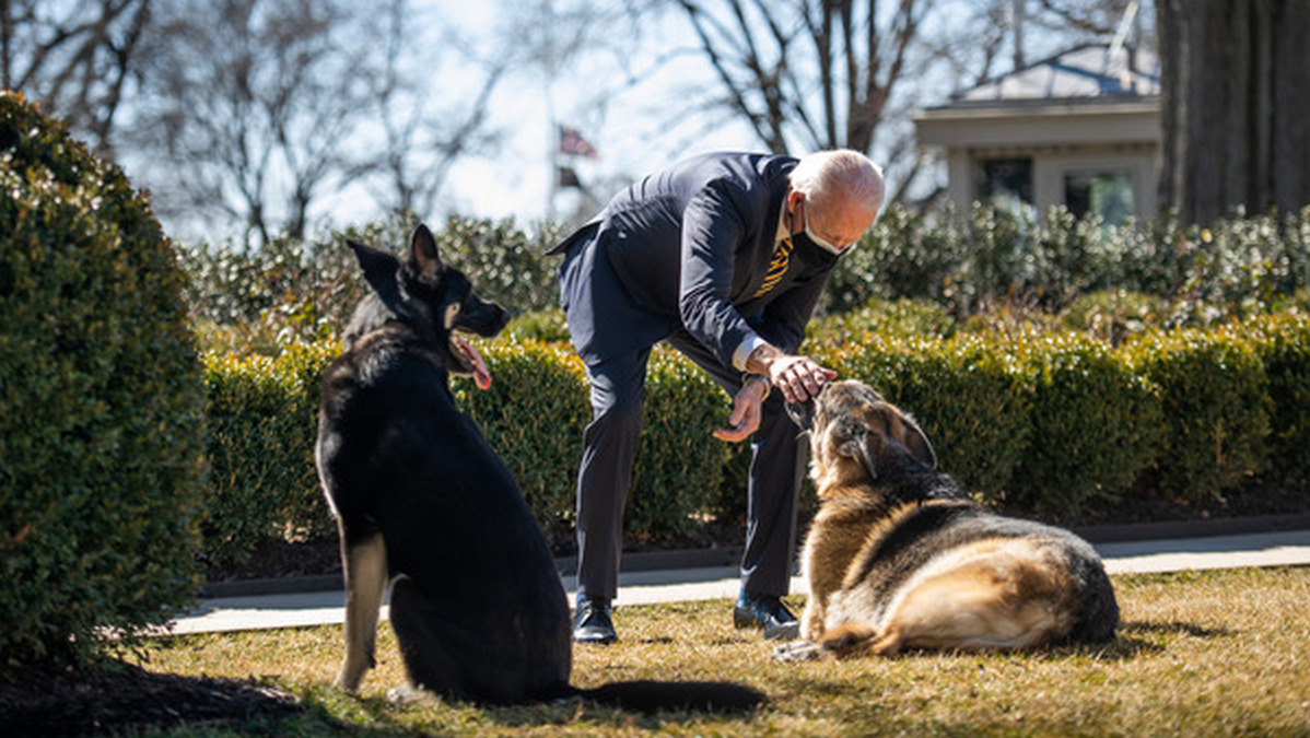 В Белом доме объяснили, почему собака Байдена кусает сотрудников