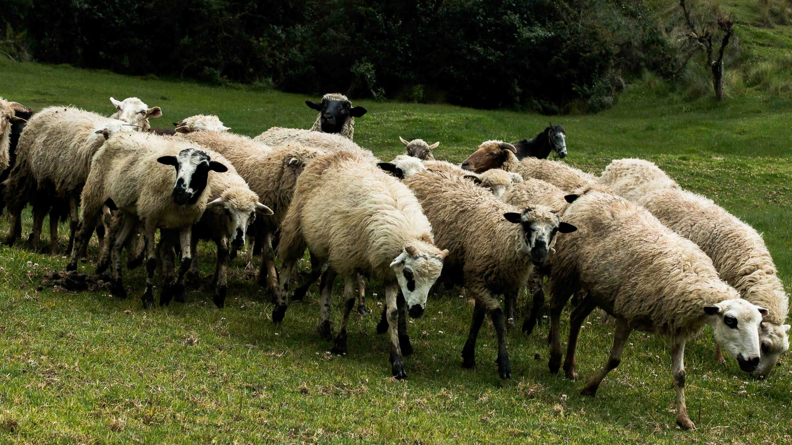 Житель Кабардино-Балкарии украл 180 овец и лошадь