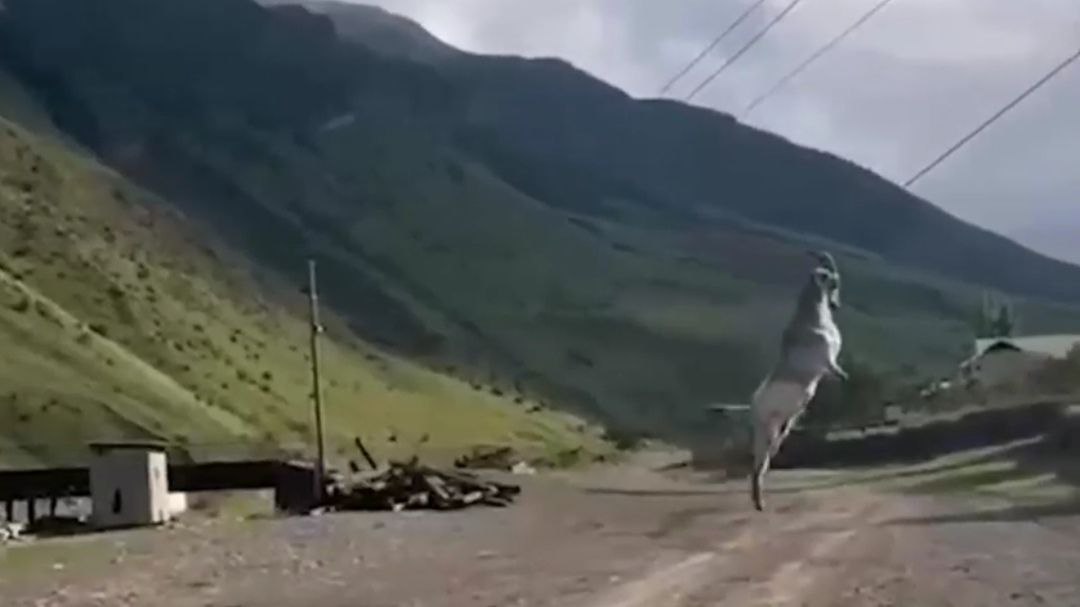 В Дагестане спасли козла, который зацепился рогами за провода