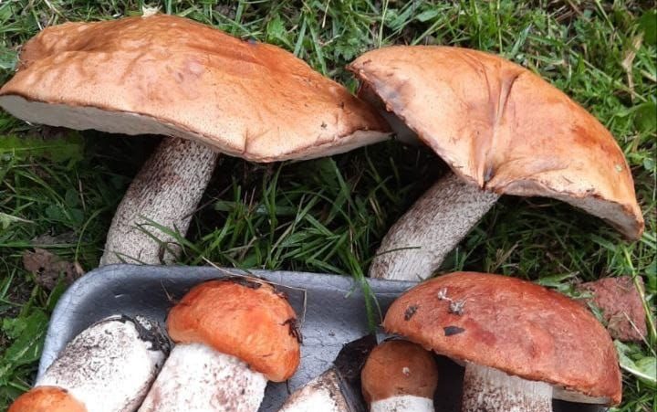В Каменске-Уральском два человека отравились грибами