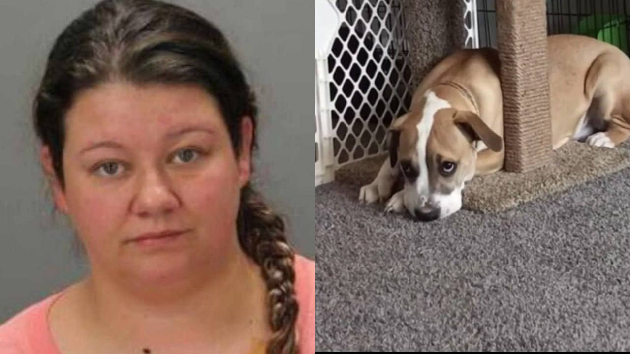Жительницу Мичигана обвиняют в неоднократном изнасиловании собаки