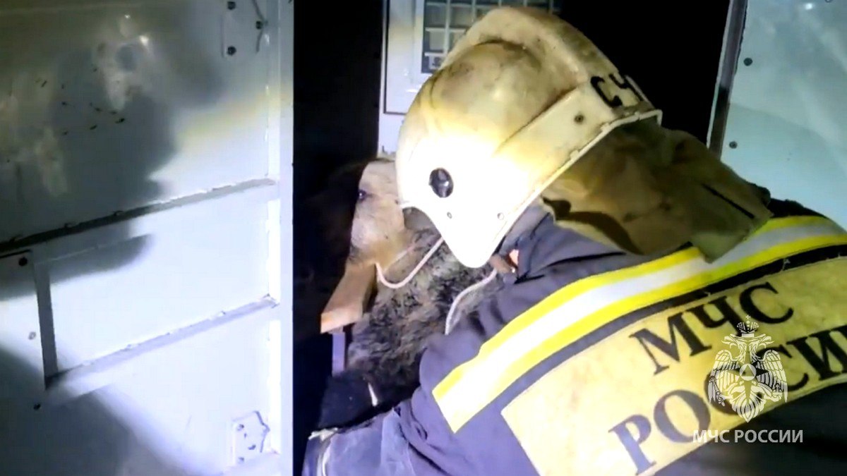 В Костроме силовики развернули спасательную операцию из-за медведя