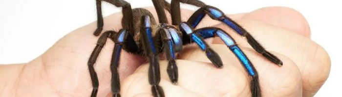 Необычный вид "синего" тарантула обнаружили в Таиланде