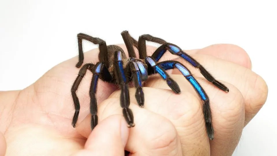 Необычный вид "синего" тарантула обнаружили в Таиланде