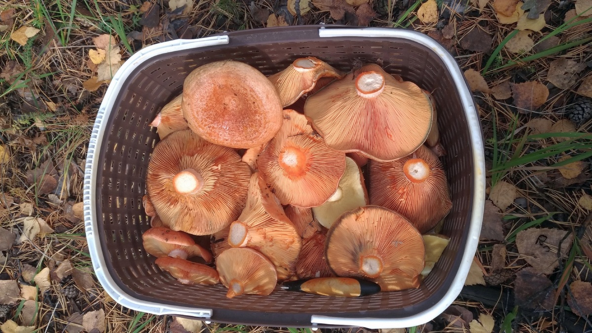 Где найти грибные места в Свердловской области в октябре