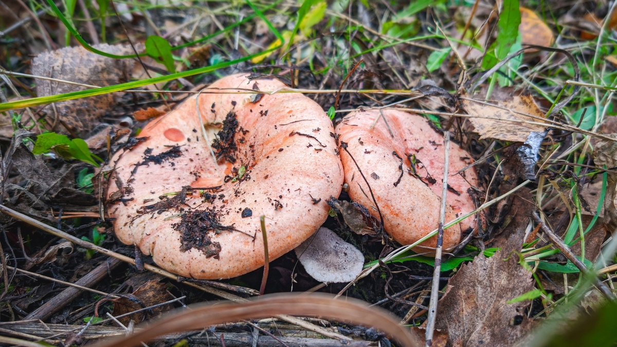 Где найти грибные места в Свердловской области в октябре